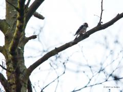 20190406 Kleine bonte specht Geen beste foto, ik heb helaas nog geen betere, komt ook omdat ik dit leuke spechtje best weinig zie. Meestal hangt ie tegen de stam maar hier loopt ie over een tak om te zien of er iets eetbaars te vinden is. Leuk om dat steunstaartje te zien. Deze maand is het meest gunstig om dit weinig opvallende vogeltje waar te nemen. In Zundert komt ie nog voor in meerdere natuurgebieden.