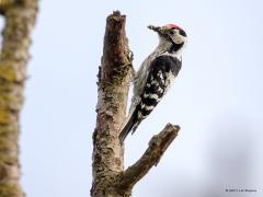 20190531 Kleine bonte specht Vandaag kon ik dit echt kleine specht'je fotograferen. Van kruin tot einde staart zijn ze maar ca. 15 cm groot. Ik zag hem eerst vliegen, goed te herkennen is daarbij de golvende vlucht. Ze zitten in de regel hoog in een boom, je moet dan de mazzel hebben dat ze een keer vrij te zien zijn. Ze kunnen nu nog broeden want in onze streken worden de eieren van laat april tot begin mei gelegd. De nestholte wordt in een boomstam of in een sterke tak uitgehakt, meestal in zacht, dood ho