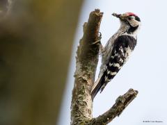 20190531 Kleine bonte specht