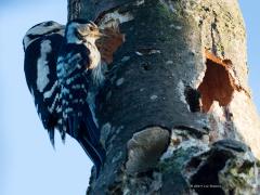 20190622 Kleine en grote bonte specht Hoe klein is een kleine en hoe groot is een grote nu echt? Erg handig is het dan als ze alle twee voedsel komen zoeken in hetzelfde oude nestgat in een dode boom. Een 1 op 1 vergelijking is dan mogelijk. Die grote vind ik eigenlijk zo groot nog niet. Die kleine vind ik wel echt klein. Ook aan de poten is dat goed te zien. In de boekjes lees ik: grote 23-26 cm; kleine 14-16 cm.