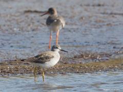 20180328 Kleine geelpootruiter Hoe klein is klein bij de kleine geelpootruiter. Dat is hier in te schatten omdat achter hem een tureluur loopt. De ANWB-vogelgids geeft op als lengte voor de tureluur 24-27 cm van snavel- tot staartpunt. Voor de kleine geelpuitruiter geven ze op 23-25 cm. De geelpootruiter is dus niet al te klein, zeg maar even groot als een tureluur.