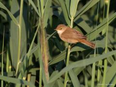 20170902 Kleine karekiet Op internet lees ik: de kleine karekiet is in Nederland een algemene broedvogel in rietvelden die aan water grenzen, het rietveld hoeft niet erg groot te zijn, daarom komt de kleine karekiet op heel veel plaatsen voor. Klopt wel, want deze fotografeerde ik in een smal strookje riet langs de Aa of Weerijs. Het is een echt rietvogeltje. Klein is ie echter niet echt, ca. 13 cm groot wordt ie.