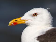 20171104 Kleine mantelmeeuw Het loont om vogels goed te bekijken. Dan zie je details. Zoals hier bij het oog het knal rode ringetje, steekt mooi af tegen de spier witte veertjes. De kleine mantelmeeuw broedt nog geen 100 jaar in Nederland, in 1926 werd het eerste broedgeval op Terschelling gevonden. Daarna bleef de Kleine Mantelmeeuw lange tijd zeldzaam; rond 1960 ging het om slechts 80 paren. Vanaf 1970 begon een explosieve toename naar meer dan 100.000 paren in 2010. De kolonie op de Maasvlakte-Europoort 