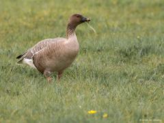 20180222 Kleine rietgans Voor ons hier in de streek is deze kleine rietgans best een bijzondere waarneming. Kleine rietganzen zijn vooral in de herfst in Nederland te zien. Vrijwel alle kleine rietganzen die broeden op Spitsbergen, overwinteren in Nederland. Ze zitten dan op een oppervlakte van slechts enkele vierkante kilometers in het zuidwesten van Friesland. Al in november trekken deze vogels weg naar België. Ook in Oost-Groenland en IJsland komt de soort voor. Ik werd een paar jaar terug door Dirk Syme