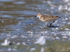 20190919 Kleine strandloper Ga je rond deze tijd in Zeeland op zoek naar vogels dan kun je wel eens een minder algemene soort tegen komen. Zo denk ik hier een kleine strandloper voor de lens te hebben. Echt klein zijn die. Ze goed herkennen valt toch nog niet mee. Het zijn lange afstandstrekkers die hun broedgebied in de poolstreken direct na de broedtijd verlaten. De ouders dan wel te verstaan want de nieuwe kinderen volgen later. Aan de echte winter ontsnappen ze omdat ze door vliegen naar Afrika ten zuid