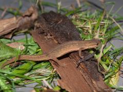 20171016 Kleine watersalamander Even terug vond ik zelf in onze tuin de alpenwatersalamander, dit weekend vond mijn zwager een kleine watersalamander toen hij in zijn weiland de weipalen aan het controleren was. Het beestje zat pardoes in zijn kruiwagen, vast met een uitgegraven paal meegelift. Na enkele foto's werd ie terug gezet op de vindplaats, in een sloot die naar een daar aangelegd poeltje leidt. Die poeltjes hebben kennelijk nut. De kleine watersalamander kan tot 11 cm groot worden en is dus niet de