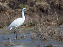 20171118 Kleine zilverreiger Misschien wel leuk om na het tonen van de grote gisteren, nu de kleine zilverreiger te laten zien. Even moeilijk om een nette foto van te maken. Misschien zelfs nog wat moeilijker want je ziet hem minder en hij is beduidend kleiner dan de grote. De kleine heeft zwarte poten met gele tenen en in de zomer een lange witte kuif. Dit reigertje is ca. 60 cm lang en heeft een spanwijdte van ca. 95 cm. Hij lijkt erg op die grote zilverreiger, maar die is flink groter met zijn ca. 90 cm 