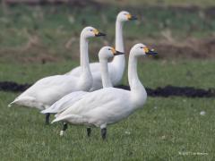 20170213 Kleine zwaan Een honderdtal kleine zwanen overwinterd momenteel aan de noordkant van De Pannenhoef. Het geel op de snavel zit alleen aan de basis en komt niet tot onder het neusgat. Eentje heeft een pootring Wit BHP, de vogels komen uit noord Rusland.