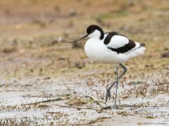 20171011 Kluut Ook in deze tijd is de mooie kluut nog volop te zien in Zeeland. Je kunt hem niet missen want het is de enige Europese vogel met een duidelijk omhoog gebogen snavel. Met behulp van die snavel vangt de kluut op een bijzondere manier zijn voedsel. Het voedsel zoals insecten en kleine kreeftjes wordt in ondiep water gevangen, waarbij de kluut met maaibewegingen de snavel door de modder beweegt.