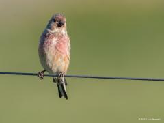 20180703 Kneu Het mannetje van deze vogel uit de familie van de vinken kan heel wat mooier, dieper, gekleurd zijn dan dit exemplaar. Ik moest daarom even denken dat dit een vrouwtje is maar dat is onjuist, vrouwtjes hebben geen rood in de veertjes. Meneer moet dus nog wat meer op kleur komen verwacht ik. De kneu is een echte zaadeter en gedijt het best op plaatsen met veel kruiden en grassen. Wilde soorten, maar ook cultuurgewassen zoals koolzaad, mosterdzaad en lijnzaad. Vroeg in de lente zijn vogelmuur, 