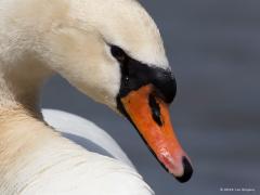 20180120 Knobbelzwaan Iedereen kent ze wel maar heeft iedereen ze ook wel eens goed bekeken? Majestueus zijn ze, deze grootste leden van de familie der eenden. Tijdens het zwemmen houden ze hun hals in een sierlijke S-vorm. Dat kunnen ze goed omdat ze maar liefst 26 halswervels hebben. De meeste van alle vogels! Een mens en een giraf hebben er slechts 7. Verder heeft deze prachtige zwemvogel vleugels met een spanwijdte van wel 2.30 meter en een zwarte knobbel boven de oranje snavel en een zwart oog. Aan dez