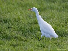 20171108 Koereiger Ikzelf had ze nog nooit in Nederland gezien. Nu hoorde ik dat er maar liefst vier rond liepen daar in het Oudeland van Srijen. Ik zag er zelf drie. Kon er twee samen scherp op de foto zetten.