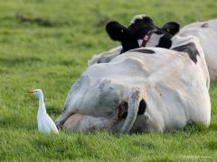 20171106 Koereiger Ik had dit kleine reigertje nog nooit gezien maar vandaag was het raak. Niet in Noord Brabant maar in Zuid Holland. In deze tijd is ie niet op zijn mooist, in zomerkleed heeft ie namelijk oranjegele borst-, kruin, en rugsierveren. De naam klopt echt wel want je vind ze het makkelijkst bij koeien. Dit kleintje is nog zeldzaam ofschoon de aantallen de laatste jaren toe lijken te nemen en in 1998 is voor het eerst met zekerheid gebroed in de Wieden (Overijssel), zonder succes overigens. In 2