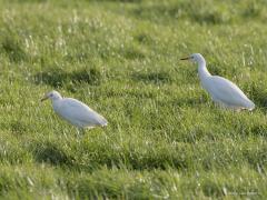 20171108 Koereiger Ikzelf had ze nog nooit in Nederland gezien. Nu hoorde ik dat er maar liefst vier rond liepen daar in het Oudeland van Srijen. Ik zag er zelf drie. Kon er twee samen scherp op de foto zetten.