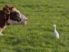 20171106 Koereiger Ik had dit kleine reigertje nog nooit gezien maar vandaag was het raak. Niet in Noord Brabant maar in Zuid Holland. In deze tijd is ie niet op zijn mooist, in zomerkleed heeft ie namelijk oranjegele borst-, kruin, en rugsierveren. De naam klopt echt wel want je vind ze het makkelijkst bij koeien. Dit kleintje is nog zeldzaam ofschoon de aantallen de laatste jaren toe lijken te nemen en in 1998 is voor het eerst met zekerheid gebroed in de Wieden (Overijssel), zonder succes overigens. In 2