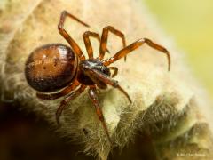 20170224 Dit spinnetje met een achterlijf zo groot als een halve centimeter, zat in december in onze tuin en heeft een leuke naam. Hij heet 'koffieboonspin', echt waar. Komt volgens mij door de kleur en vorm van zijn achterlijf want is dat niet net als een echte koffieboon! Zij, want dit is een vrouwtje, heeft ook een deftige naam 'Steatoda bipunctata' en behoort tot de kogelspinnen. Bij ons in Nederland is de soort algemeen. Als onderkomen zoekt de koffieboonspin vaak schuren en kelders uit. In het Engels 