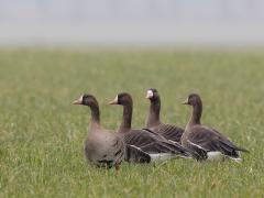 20170211 Kolgans Momenteel honderden kolganzen te zien in De Matjes 20170208