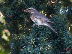 20171025 Koperwiek Ze zijn nu zo goed als allemaal op, de rode vruchtjes van onze taxus in de tuin. Die taxus staat er al ruim 25 jaar en draagt in het najaar heel wat van die vruchtjes. Ze zijn gewild bij merels en lijsters. Ook de koperwiek zagen we af en toe er van snoepen. Die koperwiek is ook een echte lijster en duikt gewoonlijk eind september op of in de eerste dagen van oktober. Half oktober vindt bij naar noord draaiende winden soms massale trek plaats, ook 's nachts. Half november is de trek grote
