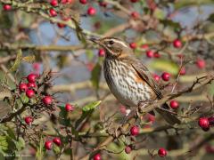 20171114 Koperwiek Wat zijn ze dol op bessen deze lijsters. Ze komen er speciaal voor vanuit het verre oosten naar hier in de wintertijd zoals nu. Hier is het een meidoornstruik dacht ik, een struik die overladen is met bessen. Bijna een garantie om daar koperwieken en ook kramsvogels te ontmoeten.