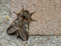 20191011 Krakeling Een vlinder waarbij je aan een koekje mag denken, dan gebeurt niet vaak maar hier past dat. Immers, op de voorvleugel is een figuur te zien in de vorm van een krakelingkoekje, en daarom kreeg ie zijn Nederlandse naam. Ook in Engeland lieten ze zich leiden door deze figuur, daar heet ie Figure of Eight. De Fransen bleven niet achter en verzonnen als naam Le Double Oméga. In de latijnse naam is er ook iets van terug te vinden, Diloba staat voor di (2) lobos (lobben). Ik ben overigens wel bl