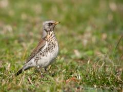 20170220 Een echte wintergast is deze kramsvogel. Het is een lijstersoort die slechts in heel klein aantal in ons land tot broeden komt. We zien hem dus vooral in de winter. Vorige week zag ik nog een groep van wel 150 vogels in de weilanden bij De Pannenhoef. Je kunt hun 'tsjak-tsjak-tsjak' roep vaak horen in ons buitengebied ofschoon ik ze deze winter niet al te veel zag. Ze zijn dol op bessen en appels maar ze zoeken ook voedsel op weilanden, soms samen met koperwieken.