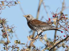 20171111 Kramsvogel Ze vliegen momenteel weer rond in onze natuur en natuurlijk het liefst in de buurt van bessenstruiken. Je kent ze vast wel vanwege hun 'gesjakker'. Dat geluidje is goed herkenbaar. Ze houden van gezelschap want ik zie ze steeds in groepjes bij elkaar. Op vogelvisie las ik dat er ook in Nederland enkele broedkolonies geweest zijn. In de jaren 80 waren er bijna 1.000 broedparen. De laatste jaren is het aantal broedparen gedaald tot minder dan 100 paar, onduidelijk waarom. Ze broeden normal