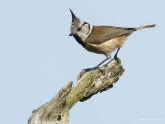 20170318 Kuifmees De kuifmees hoort ook tot de zangvogels en is een echte mees, een Paridae. Zijn liedje is niet zo moeilijk om te leren en te herkennen. Binnenkort gaan ze weer een nestholletje zoeken, vaak in een oude berk of den bijvoorbeeld. Hier fotografeerde ik hem op zo'n oude den. Je vind hem vooral in de naaldbossen. Hij is erg koddig zo met dat kuifje.