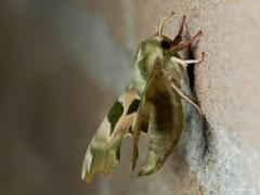 20170414 Lindepijlstaart Gisteren toonde ik de rups, vandaag de vlinder. Een knap staaltje is die gedaante verbouw van rups naar vlinder, die metamorfose. In de rups zijn alle bestandsdelen van de vlinder feitelijk al aanwezig, er moet wel flink worden herschikt en afgebouwd tijdens het verpoppen. De vorm, tekening en kleur van de voorvleugels onderscheiden de lindepijlstaart van alle andere Nederlandse en Belgische pijlstraarten.