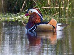 20170306 Manderijneend Zes jaar terug spotte ik in het natuurgebied De Oude Buisse Heide dit koppeltje mandarijneenden. Waarschijnlijk uit een collectie ontsnapte vogels. Het is immers een exotische verschijning die je eigenlijk niet in Nederland zou verwachten. Oorspronkelijk komt hij dan ook voor in Oost-Azië. Maar mandarijneenden zijn vanwege hun kleurrijke en fijne uiterlijk een geliefde toevoeging aan watervogelcollecties. Ontsnapte vogels uit dergelijke collecties broeden sinds eind vorige eeuw