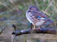 20170306 Manderijneend Zes jaar terug spotte ik in het natuurgebied De Oude Buisse Heide dit koppeltje mandarijneenden. Waarschijnlijk uit een collectie ontsnapte vogels. Het is immers een exotische verschijning die je eigenlijk niet in Nederland zou verwachten. Oorspronkelijk komt hij dan ook voor in Oost-Azië. Maar mandarijneenden zijn vanwege hun kleurrijke en fijne uiterlijk een geliefde toevoeging aan watervogelcollecties. Ontsnapte vogels uit dergelijke collecties broeden sinds eind vorige eeuw