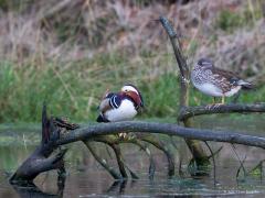 20170306 Manderijneend Zes jaar terug spotte ik in het natuurgebied De Oude Buisse Heide dit koppeltje mandarijneenden. Waarschijnlijk uit een collectie ontsnapte vogels. Het is immers een exotische verschijning die je eigenlijk niet in Nederland zou verwachten. Oorspronkelijk komt hij dan ook voor in Oost-Azië. Maar mandarijneenden zijn vanwege hun kleurrijke en fijne uiterlijk een geliefde toevoeging aan watervogelcollecties. Ontsnapte vogels uit dergelijke collecties broeden sinds eind vorige eeuw