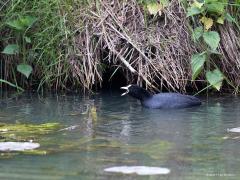 Meerkoet  / Gallinula chloropus / 20190606 Als je langs de beek gaat zitten komen vast deze twee uiterst succesvolle vogels voorbij gezwommen. Vooral die meerkoet is een vogel die erg succesvol is, in die zin dat ie veel aanwezig is in Europa, Noord-Afrika, Azië en Australië. Bij ons waren in 2015 ca. 140.000 broedparen aanwezig. Buiten de broedtijd komen er grote groepen doortrekkers en wintergasten voor. Het waterhoentje komt minder voor maar is bij ons toch ook een vaste vogel 