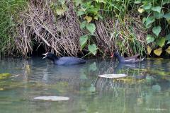 Meerkoet en Waterhoen / Fulica atra en Gallinula chloropus / 20190606 Als je langs de beek gaat zitten komen vast deze twee uiterst succesvolle vogels voorbij gezwommen. Vooral die meerkoet is een vogel die erg succesvol is, in die zin dat ie veel aanwezig is in Europa, Noord-Afrika, Azië en Australië. Bij ons waren in 2015 ca. 140.000 broedparen aanwezig. Buiten de broedtijd komen er grote groepen doortrekkers en wintergasten voor. Het waterhoentje komt minder voor maar is bij ons toch ook een vaste vogel 