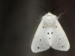 20190504 Mendicabeer Hier het vrouwtje dat 's avonds bij de buitenlamp tegen een raam kwam zitten. De dames hebben geen geveerde antennes en zijn altijd wit gekleurd. Met de kenmerkende zwarte stippen.