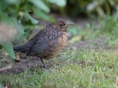 20180516 Merel Gelukkig, we hebben dit voorjaar nog steeds enkele jonge merels in de tuin, twee zagen we er minimaal. Aantal merels 'opvallend' afgenomen, oorzaak waarschijnlijk het usutuvirus, het lijkt erop dat het usutuvirus, het virus dat dodelijk is voor merels, een flinke slachting heeft aangericht onder de merelpopulatie. Uit de laatste tellingen blijkt dat er in Brabant gemiddeld een halve merel per tuin minder is. Dat lazen we vast allemaal wel in de krant. Des te beter dat er nieuwe kleuters bij k