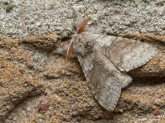 20181011 Meriansborstel De rups die ik gisteren liet zien bouwt zich om tot deze nachtvlinder, blijft bijzonder die gedaanteverwisseling. De Meriansborstel is bij ons heel algemeen maar probeer hem maar eens te spotten als ie bijvoorbeeld op schors van een boom zit. Deze kwam af op mijn buitenlamp. De mot behoort tot de spinneruilen, die zijn vaak flink behaard, deze zeker ook, kijk maar eens naar de voorpoten. De grote antennes verklappen hier dat het een mannetje is. De Vlinderstichting leert me als vlieg