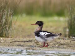 20140503 Middelste zaagbek