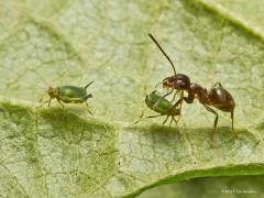 20190808 Zwarte wegmier Meerdere mieren leven in symbiose. Ook de algemene zwarte wegmier. Die vertroetelen plantenluizen en die luizen op hun beurt leveren lekker zoet sap aan die mieren. Op deze foto is een mier een luis aan het melken.