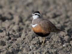 20140503 Morinelplevier