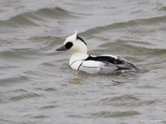 20171211 Nonnetje Een echte wintervogel. Vanaf eind november tot eind maart kun je deze mooie watervogel in Nederland tegen komen, de piek ligt in februari. Ik zag deze in de Biesbosch. Het maximale aantal winter- en doortrekgasten wordt tussen de 3 en 7 duizend geschat. Strenge vorst in het Oostzeegebied kan ook onder bij ons mildere weersomstandigheden resulteren in een toestroom van Nonnetjes. De jaarlijks getelde aantallen schommelen sterk als gevolg van de reactie op het winterweer. Ik vind hem mooi di