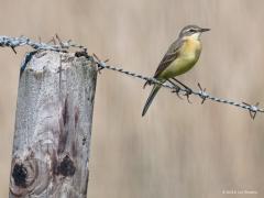 20180509 Noordse kwikstaart Het vrouwtje van de Noordse kwikstaart doet denken aan de gewone gele kwikstaart. Ten opzichte van het mannetje minder geel, meer wit als oogstreep, veel minder zwart op de kop. Flinke achtertenen hebben ze.