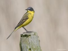 20180508 Noordse kwikstaart Sommige vogels hebben een goede klok ingebouwd. Zo ook deze mooie gele zangvogel met lange staart en grijs/zwarte kop die ik vandaag waarnam. Wil je deze kwikstaart, hij behoort tot de familie van de piepers en kwikstaarten, hier zien dan moet je in de eerste weken van mei present zijn op plaatsen waar hij op zijn trektocht even bij tankt. Bijvoorbeeld in Zeeland langs de kust of het scheldewater, of in de Biesbosch. Er kunnen in die dagen groepjes van enkele tientallen vogels aa