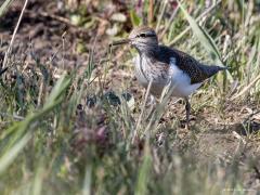 20190528 Oeverloper De oeverloper loopt niet alleen direct langs het water op de oever. Ook in het gras en de kruiden iets naast het water geeft ie de ogen goed de kost om aan zijn dagelijkse kostje te komen.