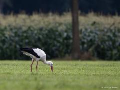 20170905 Ooievaar Het wordt hopelijk weer wat drukker met de vogels nu de trek weer gestart is. Zo zag ik gisteren aan de noordzijde van de Pannenhoef een vijftal ooievaars foerageren op pas gemaaid grasland (waar vast niet veel te vinden was omdat het allemaal zo steriel industrieel gras geworden is). Rond 20.00 uur vlogen ze toch nog op. Ze landden nog even met zijn alle in een kale bomen maar de takken bevielen niet echt en de reis werd weer voort gezet.