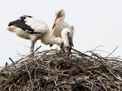 20190615 Ooievaar Wat een mooi gezicht daar in Breda bij Bouvigne. Ook dit jaar worden er weer kleuters groot gebracht, twee ditmaal. Ik heb de ring van deze oudervogel kunnen aflezen: M6439 BL B Brussels Belgium. Het is kennelijk een migrant vanuit onze zuiderburen. Fijn om zo'n leuk beeld relatief dicht bij huis te hebben. Leve het Markdal. De foto is gemaakt vanaf 82 meter.