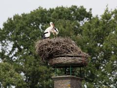 20190615 Ooievaar Wat een mooi gezicht daar in Breda bij Bouvigne. Ook dit jaar worden er weer kleuters groot gebracht, twee ditmaal. Ik heb de ring van deze oudervogel kunnen aflezen: M6439 BL B Brussels Belgium. Het is kennelijk een migrant vanuit onze zuiderburen. Fijn om zo'n leuk beeld relatief dicht bij huis te hebben. Leve het Markdal. De foto is gemaakt vanaf 82 meter.