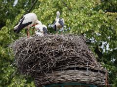 20190615 Ooievaar Wat een mooi gezicht daar in Breda bij Bouvigne. Ook dit jaar worden er weer kleuters groot gebracht, twee ditmaal. Ik heb de ring van deze oudervogel kunnen aflezen: M6439 BL B Brussels Belgium. Het is kennelijk een migrant vanuit onze zuiderburen. Fijn om zo'n leuk beeld relatief dicht bij huis te hebben. Leve het Markdal. De foto is gemaakt vanaf 82 meter.