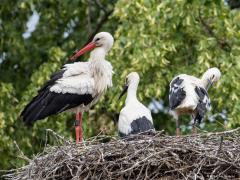 20190614 Ooievaar Wat een mooi gezicht daar in Breda bij Bouvigne. Ook dit jaar worden er weer kleuters groot gebracht, twee ditmaal. Ik heb de ring van deze oudervogel kunnen aflezen: M6439 BL B Brussels Belgium. Het is kennelijk een migrant vanuit onze zuiderburen. Fijn om zo'n leuk beeld relatief dicht bij huis te hebben. Leve het Markdal. De foto is gemaakt vanaf 82 meter.