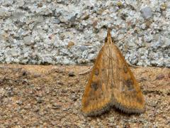 20181127 Oranje kruidenmot Ik kwam vandaag in de tuin deze trekvlinder weer een keer tegen. Trekvlindertje is beter gezegd want de grootte is maar goed een centimeter, met de vleugeltjes geheel gespreid ongeveer twee centimeter. Misschien kwam ie van dichtbij, misschien van ver? Zeldzaam is ie niet en kieskeurig ook niet, diverse kruidachtige planten behoren tot het voedsel van de rups.