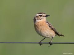 20170621 Paapje Als je van Brabant Zeeland binnen rijdt, ligt daar onder het Markiezaatsmeer de Hogerwaardpolder. Daar hebben ze enkele jaren terug een beetje nieuwe natuur aangelegd. Op die plek heb ik in het voorjaar meermaals het leuke paapje in de trek waargenomen. Meerdere leuke vogelsoorten waren daar steeds te spotten.